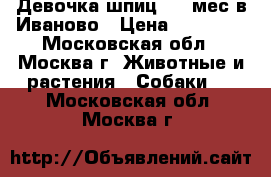 Девочка шпиц 2.5 мес в Иваново › Цена ­ 25 000 - Московская обл., Москва г. Животные и растения » Собаки   . Московская обл.,Москва г.